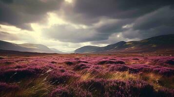 een veld- van levendig Purper bloemen onder een dramatisch bewolkt lucht ai gegenereerd foto