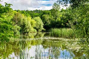 mooi gras moeras riet groeit Aan kust reservoir in platteland foto