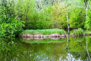 mooi gras moeras riet groeit Aan kust reservoir in platteland foto