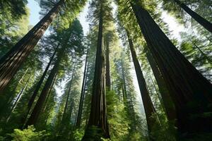 een groep van bomen met sequoia nationaal en staat parken in de achtergrond ai gegenereerd foto