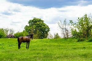 mooie wilde bruine paardenhengst op zomerbloemenweide foto