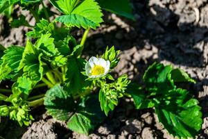 fotografie Aan thema mooi BES Afdeling aardbei struik met natuurlijk bladeren foto