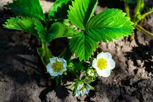 fotografie Aan thema mooi BES Afdeling aardbei struik met natuurlijk bladeren foto