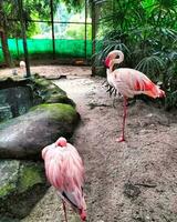 flamingo kudde in natuur reserveren roze kudde van snavel schepsels in natuur reserveren in de buurt water. foto