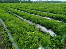 rustig landelijk landschap met groen velden en sereen natuur vredig platteland schoonheid, groen gewassen in een sereen bouwland landschap. foto