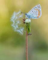 mooi vlinder resting Aan groen bloem delicaat vlinder zitstokken Aan bloeiend bloem in weelderig groen. foto