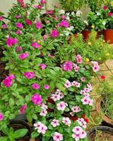 delicaat roze bloesem in een kleurrijk tuin delicaat roze bloem, bloeiend in natuur, detailopname met kleurrijk bloemblaadjes in tuin. foto