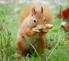 nieuwsgierig chipmunk knabbelen Aan pinda's in natuurlijk leefgebied, chipmunk voeden Aan gras in detailopname, omringd door groen planten in een prairie. foto