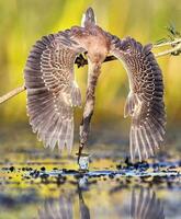 mooi vogel verspreiden Vleugels in natuur, vliegen vogel met verspreiding Vleugels, detailopname bek, natuur, water. blij, wild, buitenshuis. foto