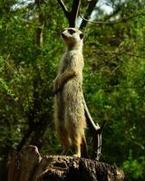 nieuwsgierig wezel staand door boom in weelderig Woud leefgebied, solitair wezel staand in Woud leefgebied, omringd door gebladerte en bomen. foto