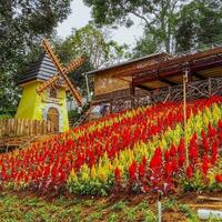 van de natuur schoonheid bloeiende bomen temidden van bouwkundig pracht levendig natuur tafereel met bloeiend rood bloemen en bouwkundig structuur. foto