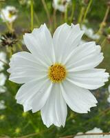 delicaat wit bloesem in van de natuur tuin delicaat wit bloem bloesem in natuur, weergeven breekbaarheid en schoonheid. foto