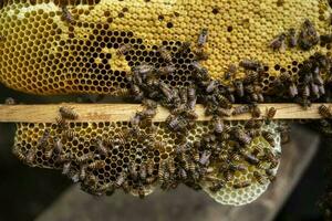 detailopname van een bijenkorf met honing bijen en honingraat in natuur dier thema's ontvouwen in een levendig, honingraatwoning gemeenschap van zoemend bijen. foto