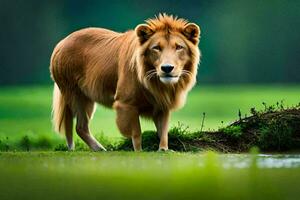 een leeuw staand in de gras met water. ai-gegenereerd foto