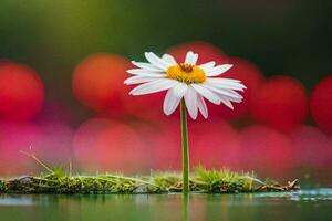 een single madeliefje bloem in de water. ai-gegenereerd foto