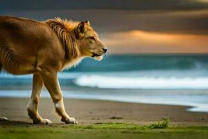 een leeuw wandelen Aan de strand Bij zonsondergang. ai-gegenereerd foto