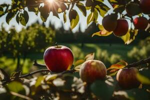 appels Aan de boom in de zon. ai-gegenereerd foto