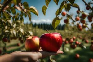 een persoon Holding twee appels in voorkant van een boom. ai-gegenereerd foto