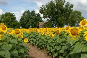 pad Bij een zonnebloem boerderij foto