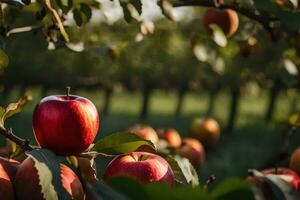 appels zijn groeit Aan een boom in een boomgaard. ai-gegenereerd foto