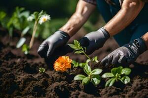 een Mens in handschoenen en zwart handschoenen is aanplant bloemen. ai-gegenereerd foto