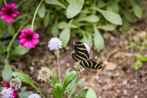 zwarte en gele vlinder in bloementuin foto