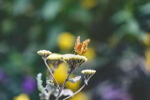 oranje vlinder op gele bloemen foto