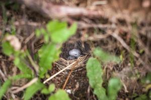 verborgen vogelnest in struiken foto