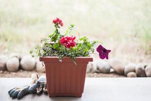 plantenbak op veranda foto