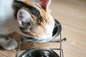 hongerige driekleurige kat eet droogvoer foto