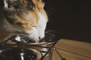 hongerige driekleurige kat eet droogvoer foto