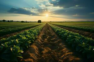 mooi visie van een thee veld- plantage, wijngaard boerderij of aardbei tuin in de groen heuvels Bij zonsopkomst concept door ai gegenereerd foto