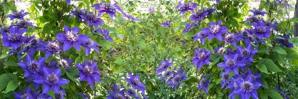 banner van blauwe en paarse clematis als achtergrond. foto