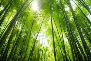 visie van botanisch groen bamboe tropisch Woud in daglicht. oosters bamboe bosje in China Japans concept door ai gegenereerd foto