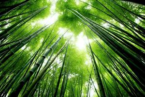 visie van botanisch groen bamboe tropisch Woud in daglicht. oosters bamboe bosje in China Japans concept door ai gegenereerd foto