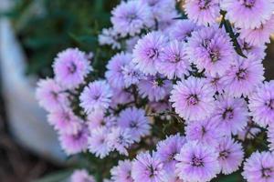 winterachtergrond van chrysanthemum foto