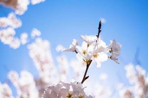 kersenbloesems bij getijdebassin. foto