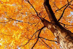 gele bladeren en takken in de herfst foto