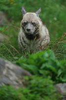 portret van gestreepte hyena foto