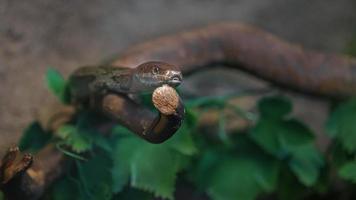 orthriophis moellendorffi op tak foto