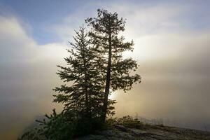 boom silhouet in zon en ochtend- mist in de noorden bossen foto