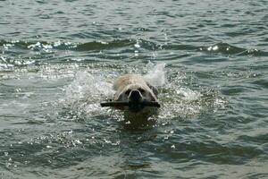 wit kort gecoat Brits labrador retriever Aan de strand van blavand Denemarken foto