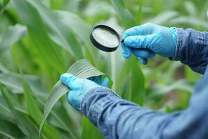 dichtbij omhoog handen slijtage blauw handschoenen , houdt vergroten glas naar inspecteren fabriek ziekte, insecten Aan bladeren van maïs planten Bij tuin. concept, aan het doen agricutural Onderzoek. foto