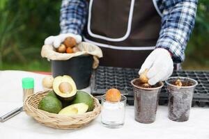 dichtbij omhoog boer is zaailing avocado van zaden in transparant plastic glas. concept, huis tuinieren, fabriek voortplanting door gebruik makend van hergebruik vuilnis naar worden zaailing potten. tijdverdrijf, hobby werkzaamheid. gemakkelijk doe-het-zelf. foto