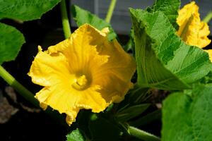 oranje hokkaido pompoen cucurbita maxima voor een pompoensoep foto