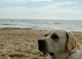 wit kort gecoat Brits labrador retriever Aan de strand van blavand Denemarken foto