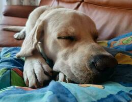 wit kort gecoat Brits labrador retriever Aan de strand van blavand Denemarken foto