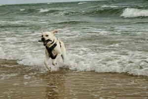 wit kort gecoat Brits labrador retriever Aan de strand van blavand Denemarken foto