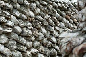 schaaldieren fossielen oude oester muur gemaakt van schelpen groot bedrag foto