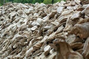 schaaldieren fossielen oude oester muur gemaakt van schelpen groot bedrag foto